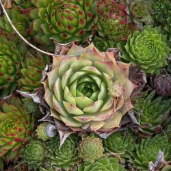 Sempervivum - Dachwurz - Hauswurz